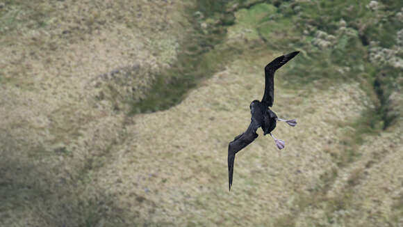 İsli albatros resmi