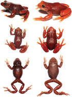 Image of Pristimantis erythros Sánchez-Nivicela, Celi-Piedra, Posse-Sarmiento, Urgilés, Yánez-Muñoz & Cisneros-Heredia 2018