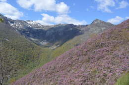 Image of Erica australis L.