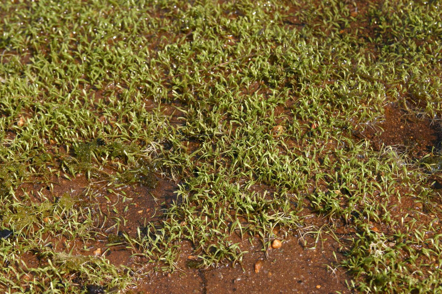 Imagem de Glossostigma cleistanthum W. R. Barker