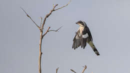 Image of Lesser Grey Shrike