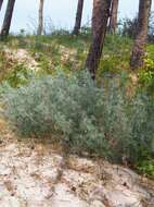 Image of field sagewort