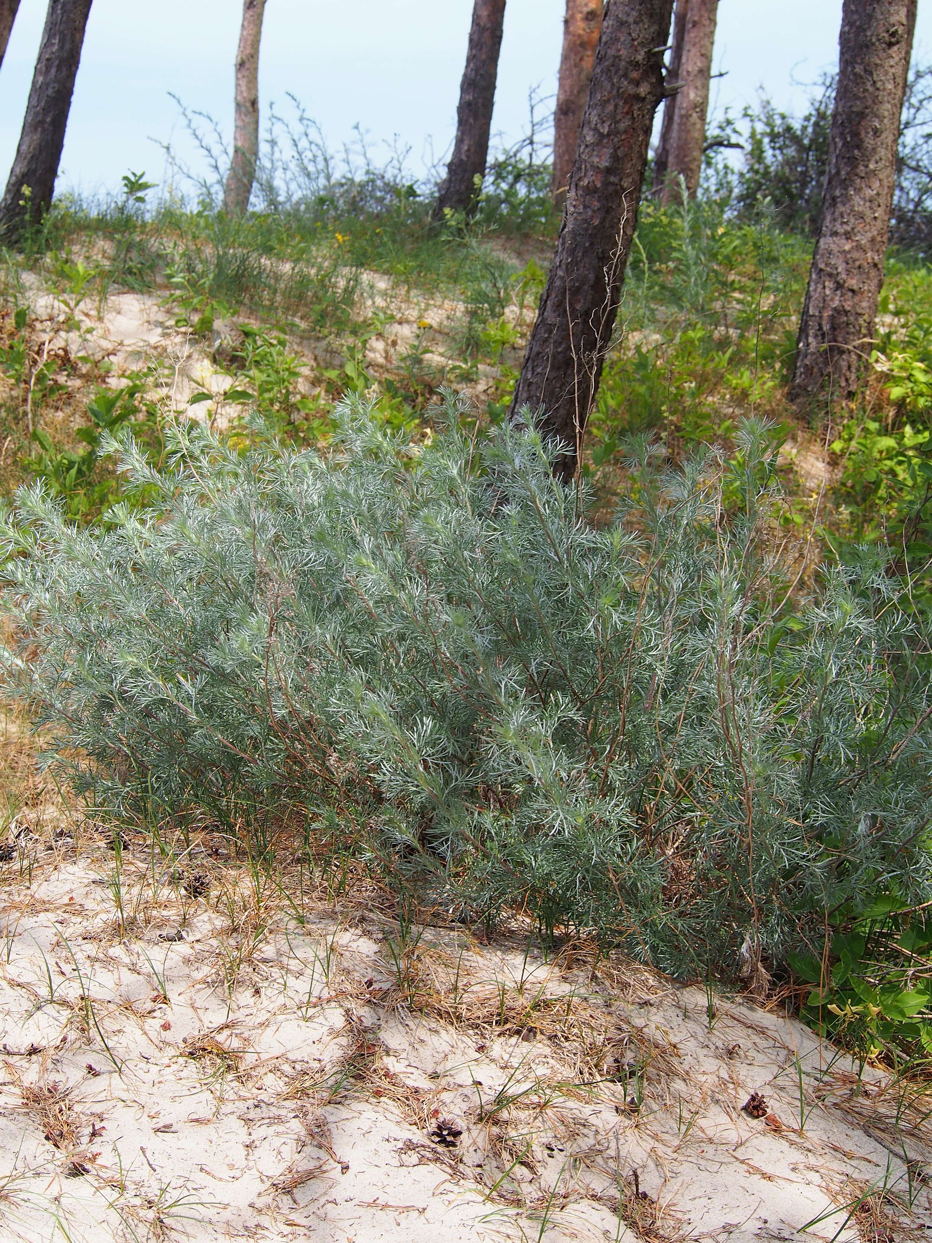 Image of field sagewort