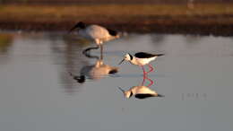 Image of Pied Stilt