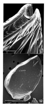 صورة Ostreopsis labens