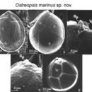 صورة <i>Ostreopsis marinus</i>