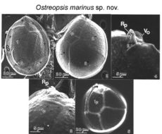 Image of <i>Ostreopsis marinus</i>
