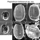 Image of Plagiodinium belizeanum