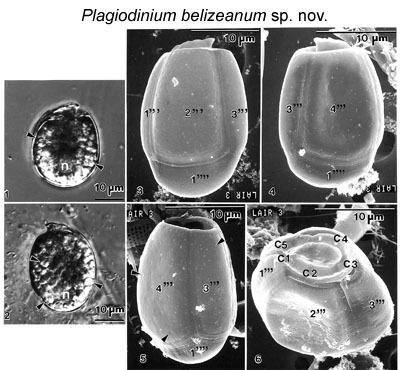 Plancia ëd Plagiodinium belizeanum