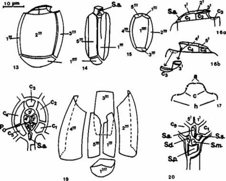 Image of Plagiodinium belizeanum