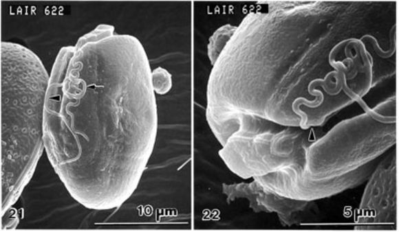 Image of Plagiodinium belizeanum