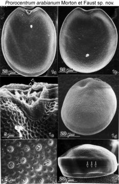 Image of Prorocentrum arabianum