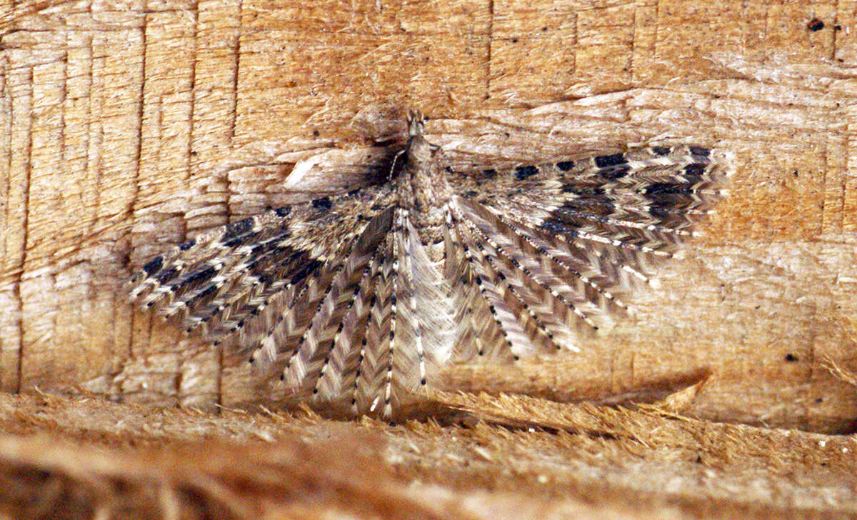 Image de Alucita hexadactyla Linnaeus 1758