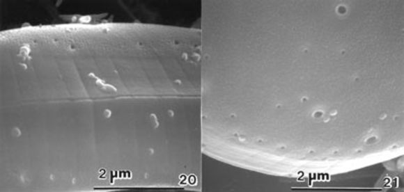 Image of Prorocentrum formosum M. A. Faust 1993