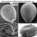 Image of Prorocentrum hoffmannianum