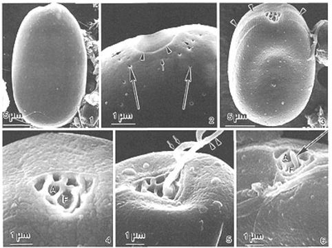 Image of Prorocentrum norrisianum M. A. Faust & S. L. Morton 1997