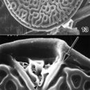 Image de Prorocentrum reticulatum M. A. Faust 1997