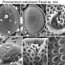 صورة Prorocentrum sabulosum M. A. Faust 1994