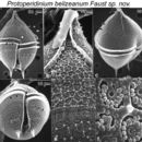 Image of Protoperidinium belizeanum M. A. Faust 2002