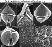 Image of Protoperidinium belizeanum M. A. Faust 2002