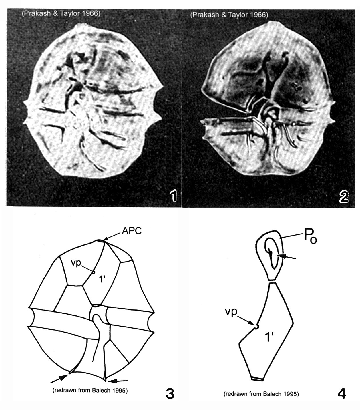 Image of Alexandrium acatenella (Whedon & Kofoid) Balech 1985