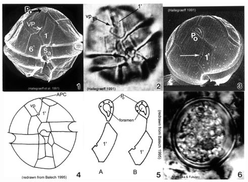 Image of Alexandrium minutum