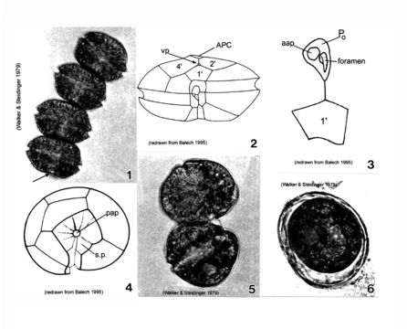 Image of Alexandrium monilatum