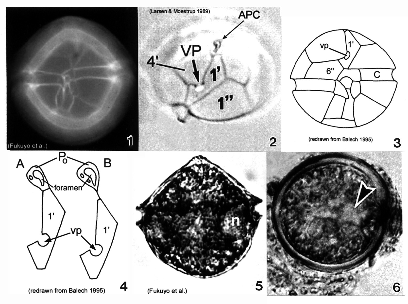 Image of Alexandrium ostenfeldii