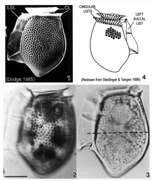 Image of Dinophysis acuta