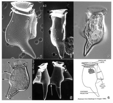 Image of Dinophysis caudata
