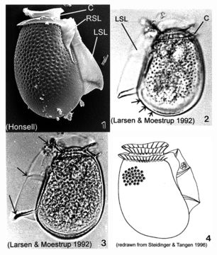 Image de Dinophysis fortii