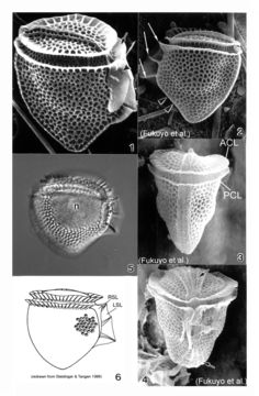 Image of <i>Dinophysis mitra</i>