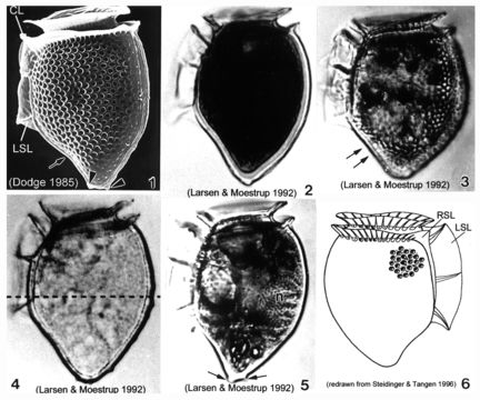 Dinophysis norvegica resmi