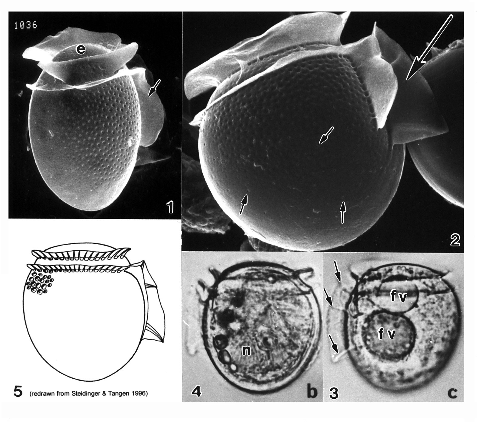 Image of <i>Dinophysis rotundata</i>