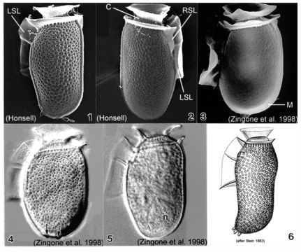 Image of Dinophysis sacculus