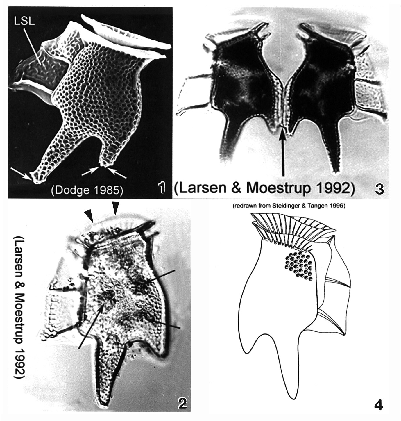 Image of Dinophysis tripos