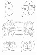 Image of dinoflagellates