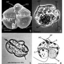 Image of <i>Gymnodinium breve</i>