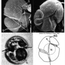 Image of <i>Gyrodinium galatheanum</i>