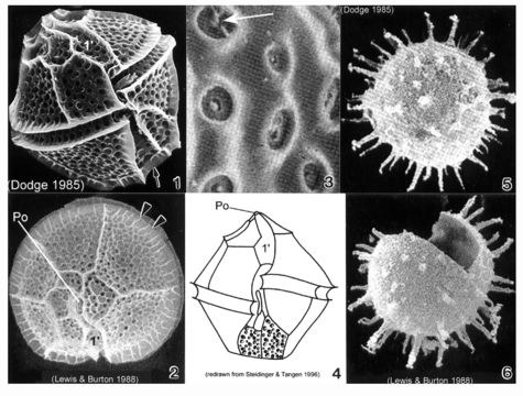 Слика од Lingulodinium D. Wall 1967