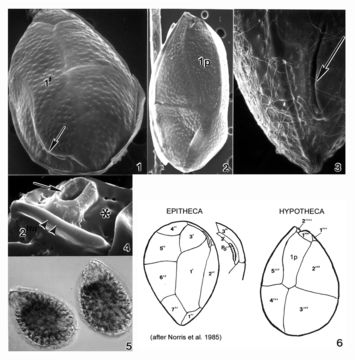 Image of Ostreopsis heptagona D. R. Norris, J. W. Bomber & Balech 1985