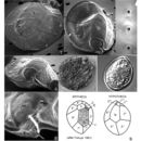 Image of Ostreopsis lenticularis