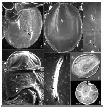 Image of Ostreopsis mascarenensis