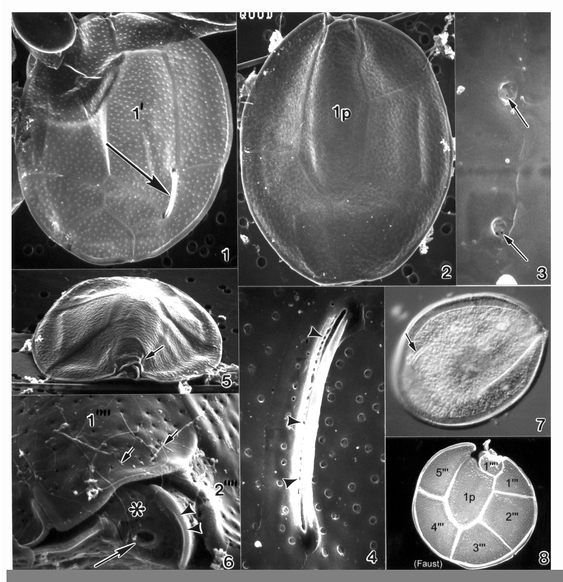 صورة Ostreopsis mascarenensis