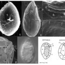 Image of Ostreopsis ovata