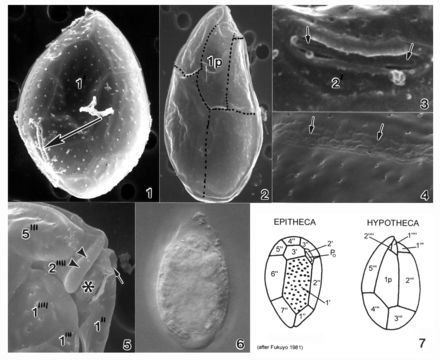 Image of Ostreopsis ovata