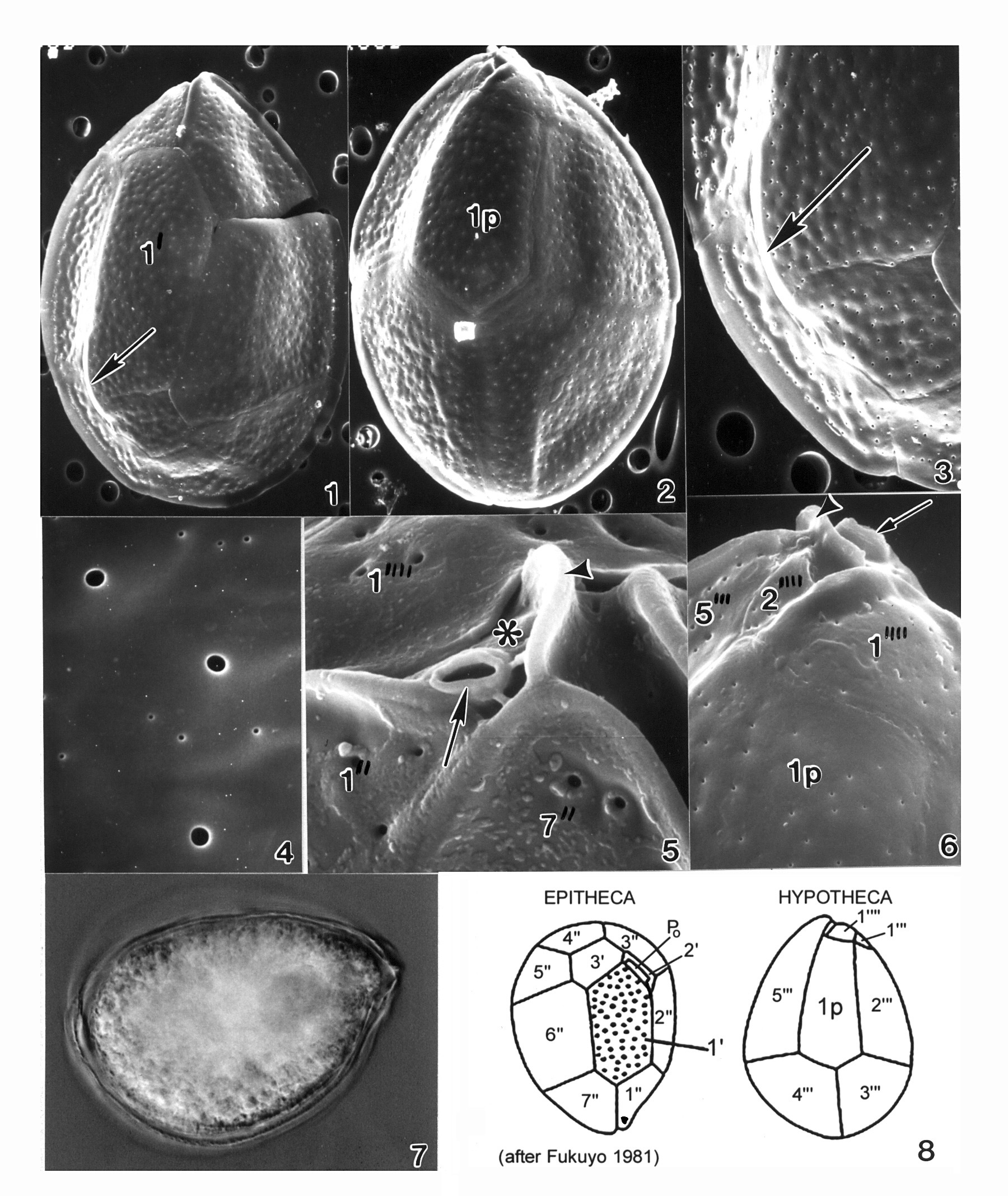 صورة Ostreopsis siamensis