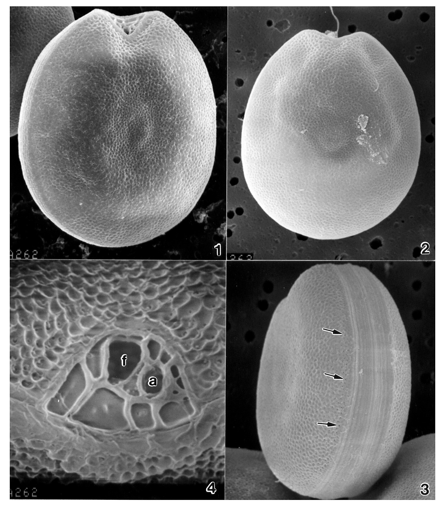 Image of Prorocentrum faustiae