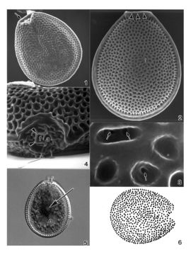 Image of Prorocentrum hoffmannianum