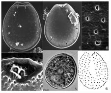 Image of Prorocentrum maculosum